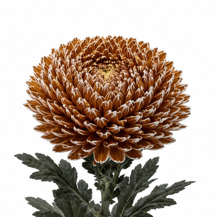 Chrysanth Peony Dyed Caramel