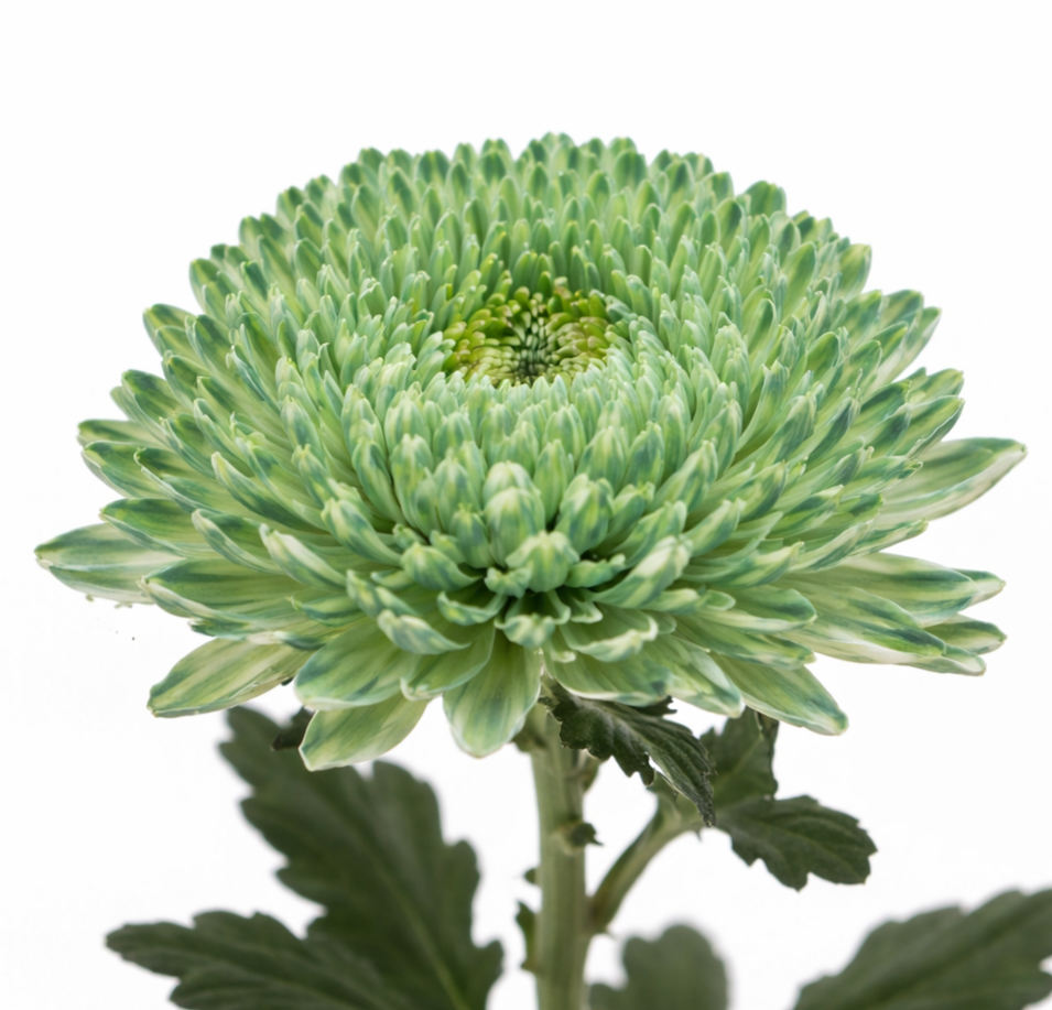 Chrysanth Peony Dyed Emerald