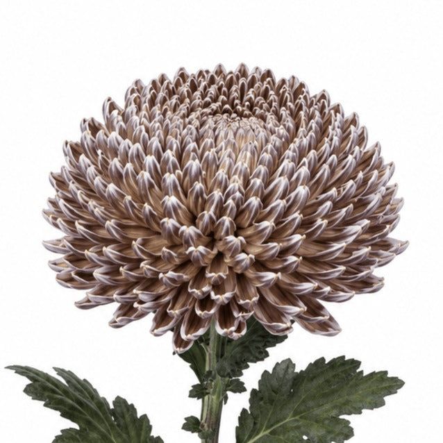 Chrysanth Peony Dyed Hickory