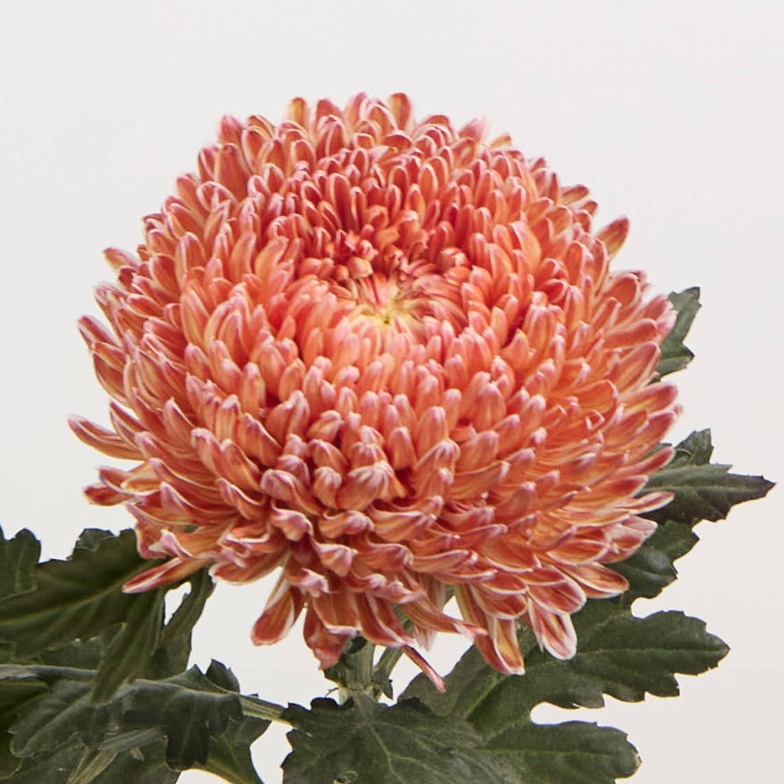 Chrysanth Peony Dyed Latte