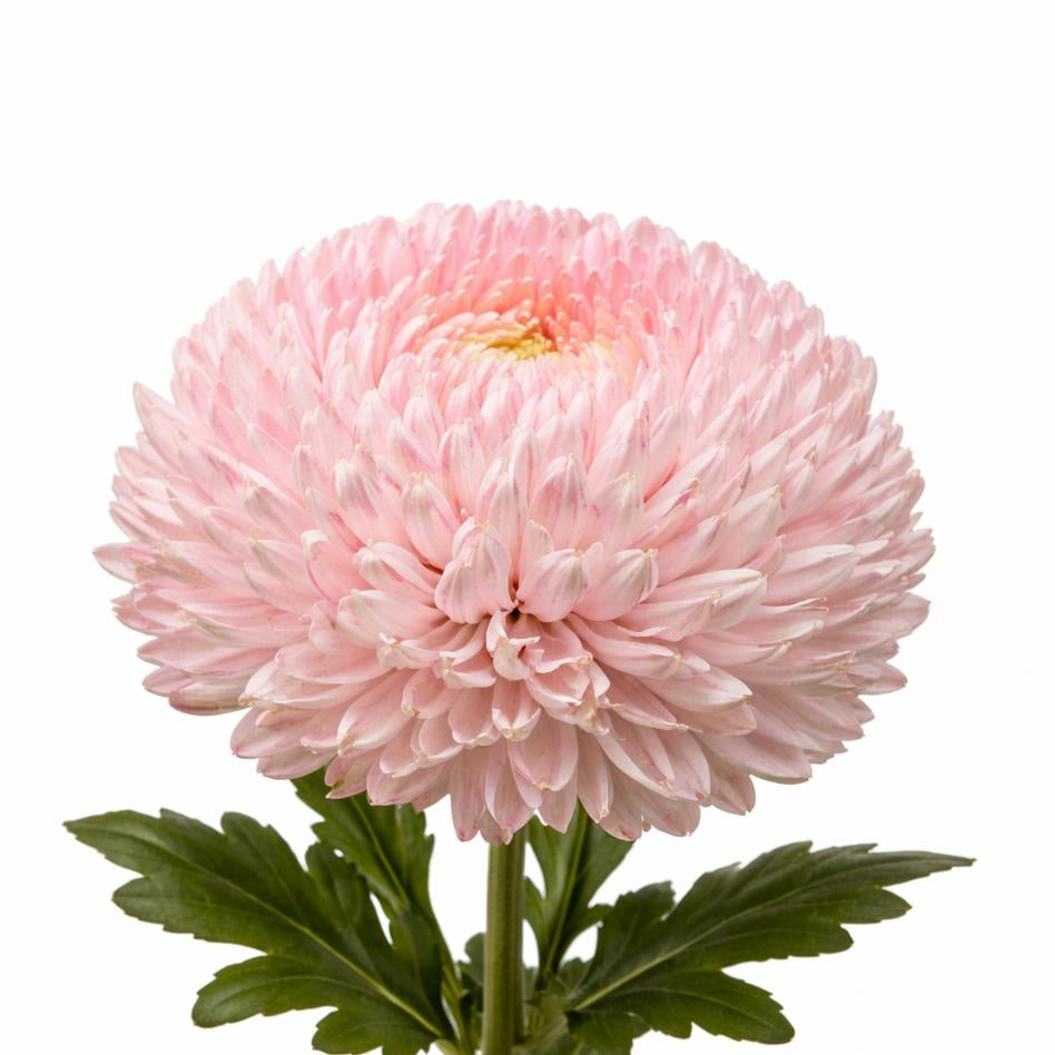 Chrysanth Peony Dyed Light Pasture Pink
