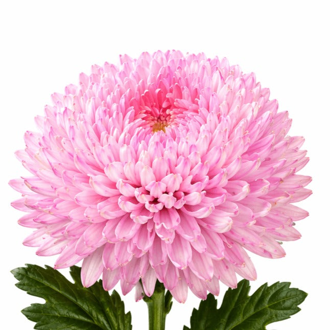 Chrysanth Peony Dyed Light Pink