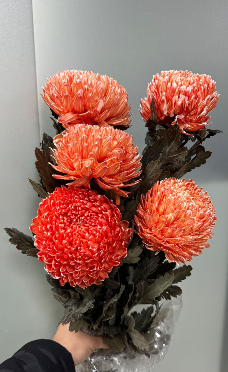 Chrysanth Peony Dyed Orange