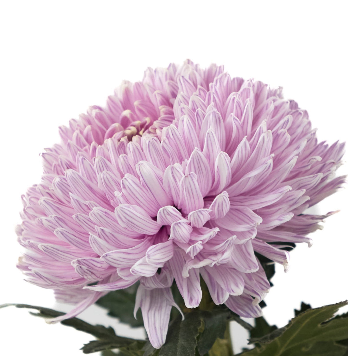 Chrysanth Peony Dyed Pale Burgundy