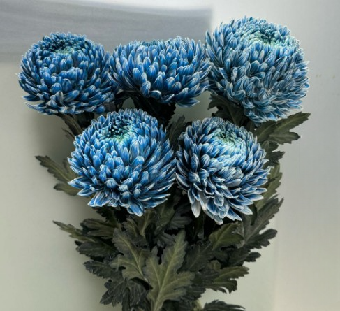 Chrysanth Peony Dyed Pale Navy