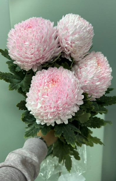 Chrysanth Peony Dyed Pale Pink