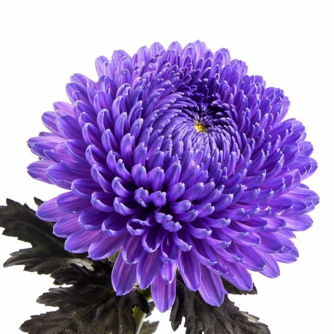 Chrysanth Peony Dyed Purple