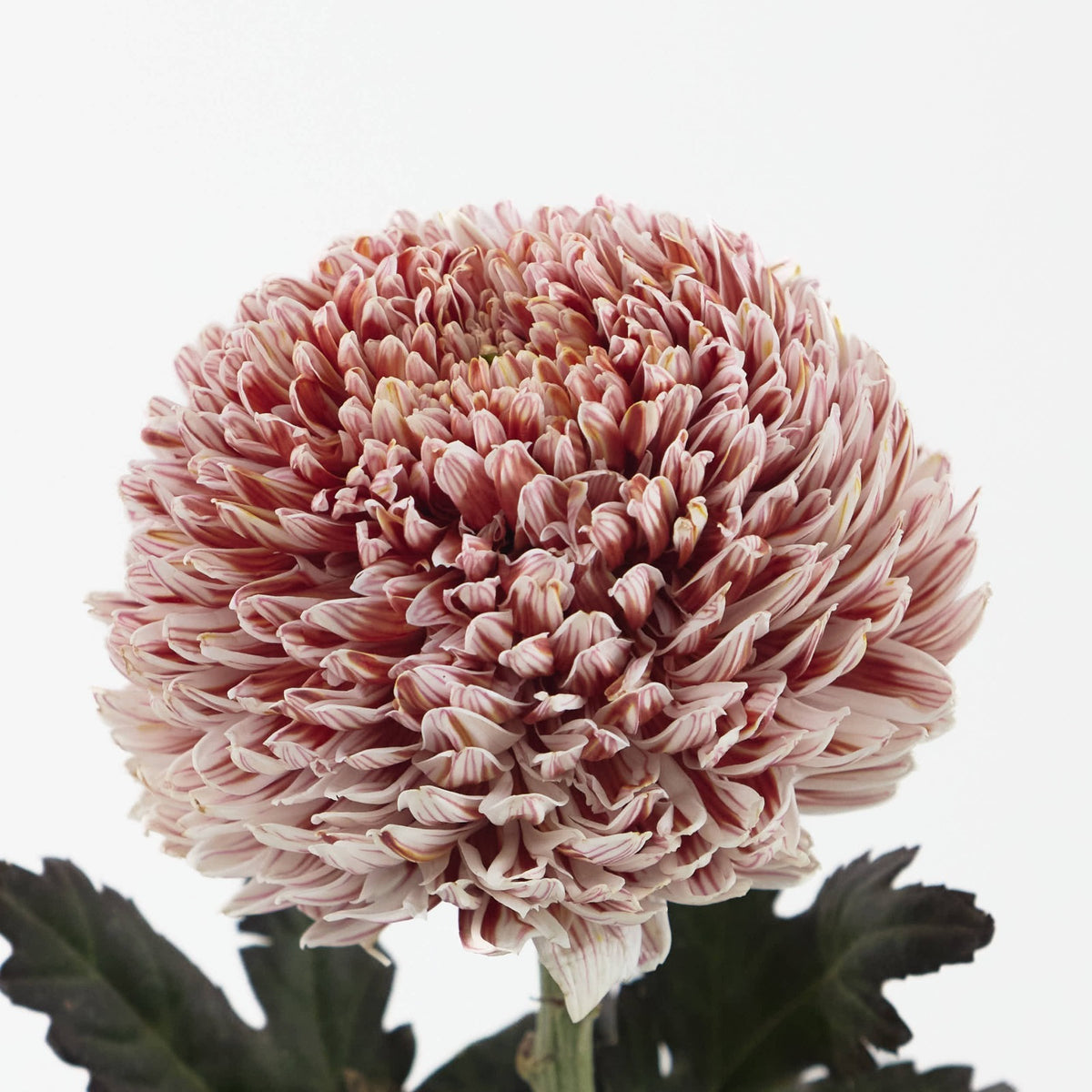 Chrysanth Peony Dyed Salmon