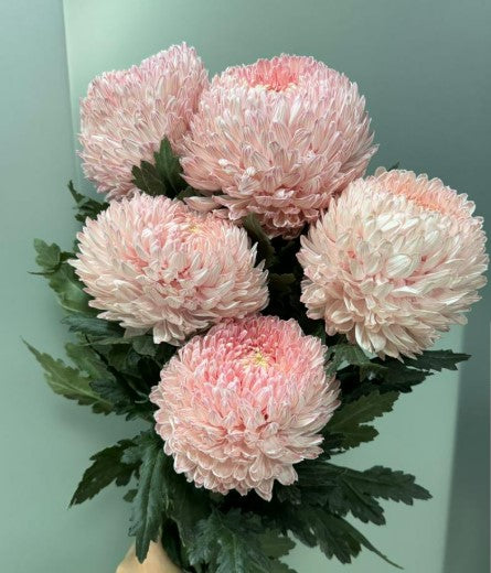 Chrysanth Peony Light Pastured Pink