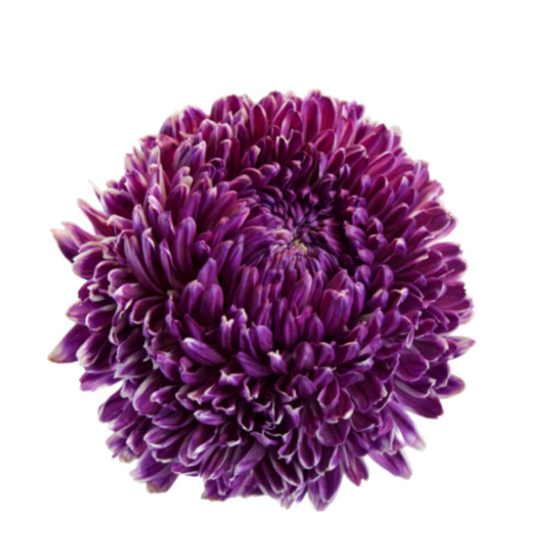 Chrysanth Peony Deco Tinted Burgandy