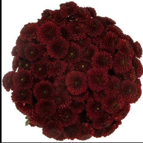 Chrysanth Santini Alonso
