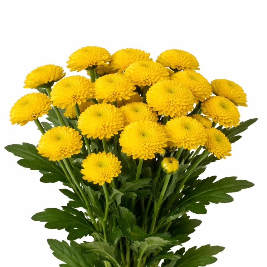 Chrysanth Santini Aurinko