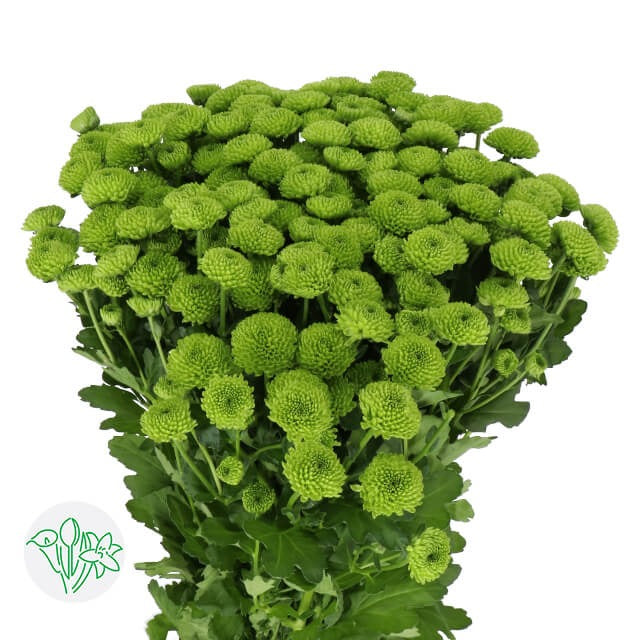 Chrysanth Santini Country