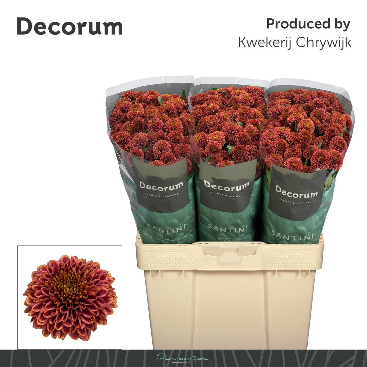 Chrysanth Santini Doria Cherry