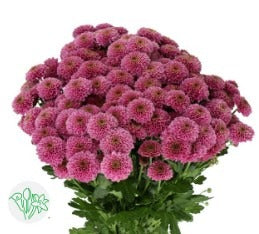 Chrysanth Santini Doria Dark Pink