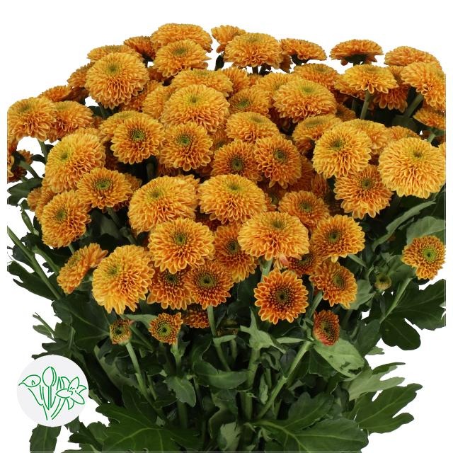Chrysanth Santini Doria Orange