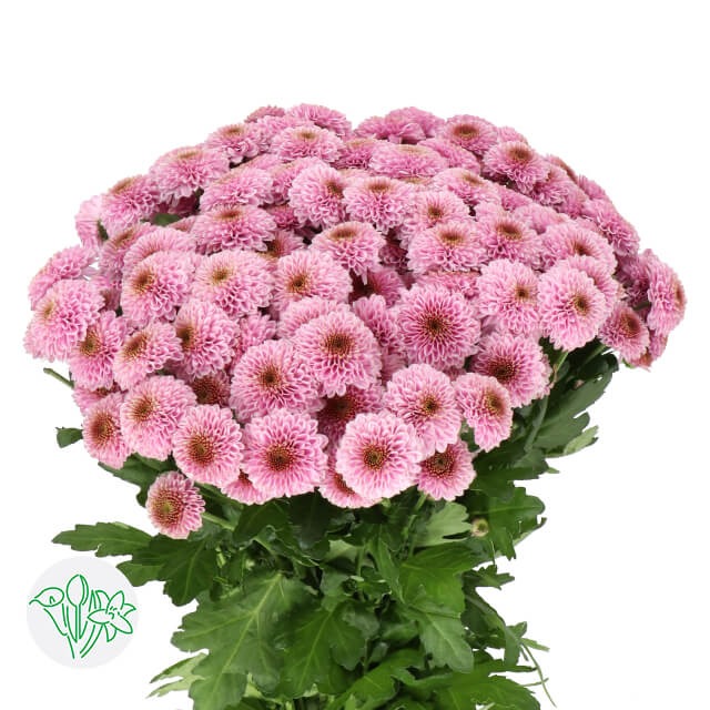 Chrysanth Santini Doria Pink