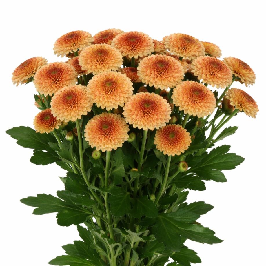 Chrysanth Santini Doria Salmon