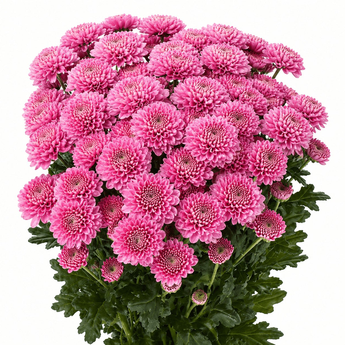 Chrysanth Santini Ellison Pink
