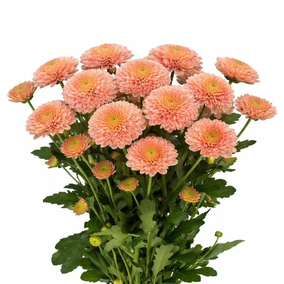 Chrysanth Santini Ellison Salmon