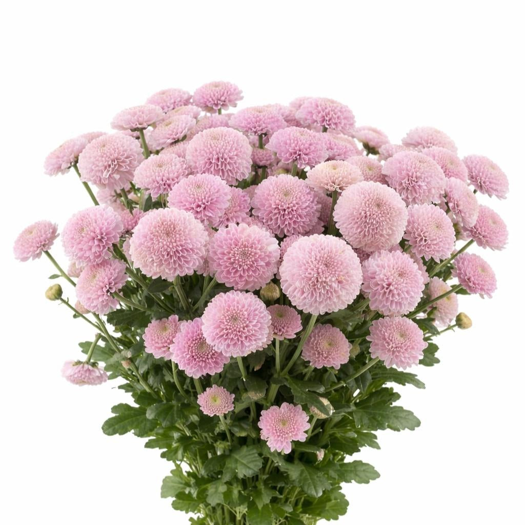 Chrysanth Santini Ellison Sweet