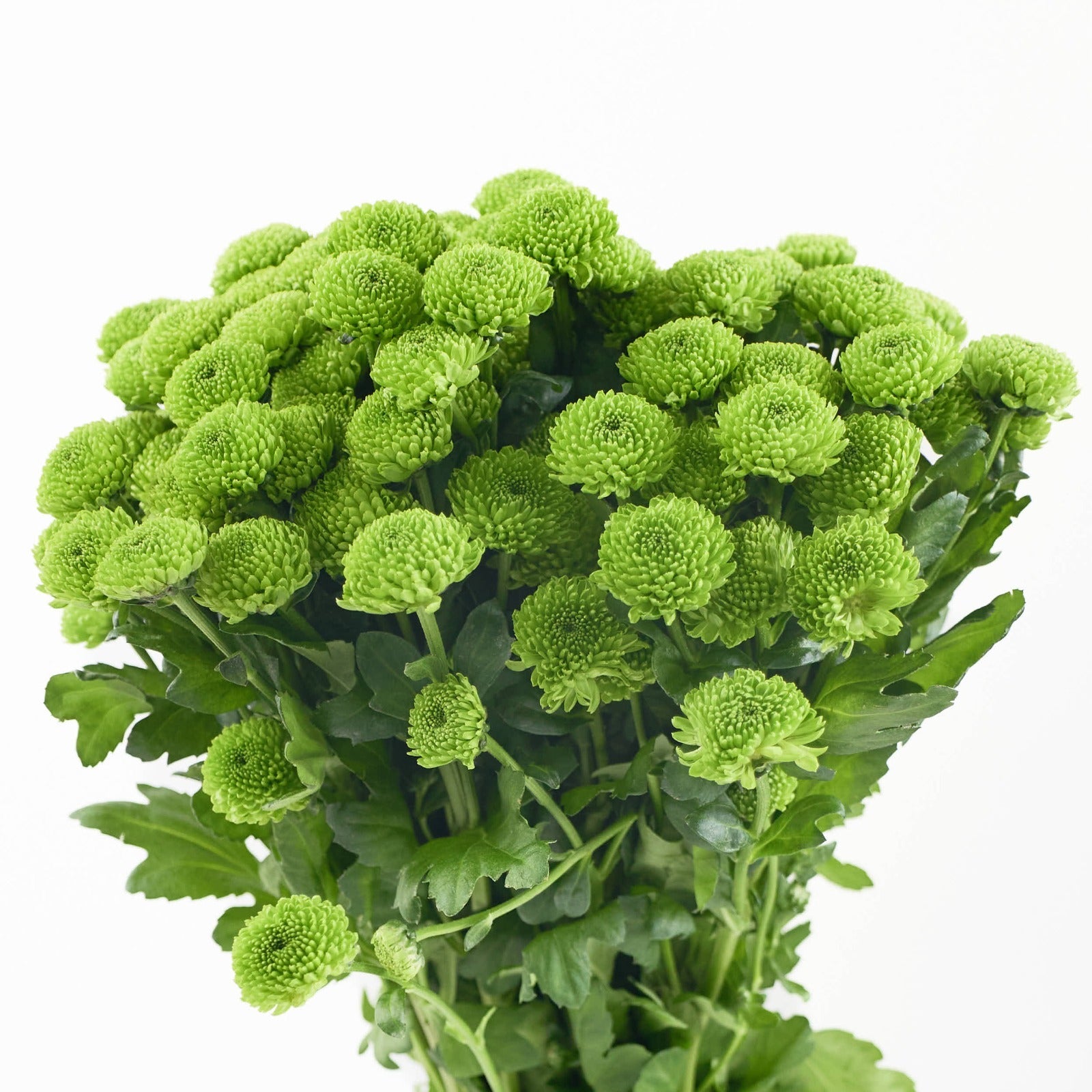 Chrysanth Santini Peptalk