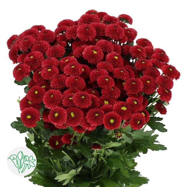 Chrysanth Santini Purpetta Red