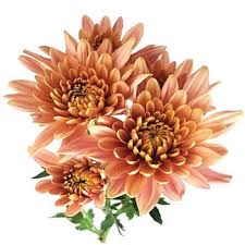 Chrysanth Spray Euro Cushion Salmon Veronica