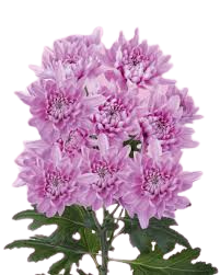 Chrysanth Spray Euro Dreamland