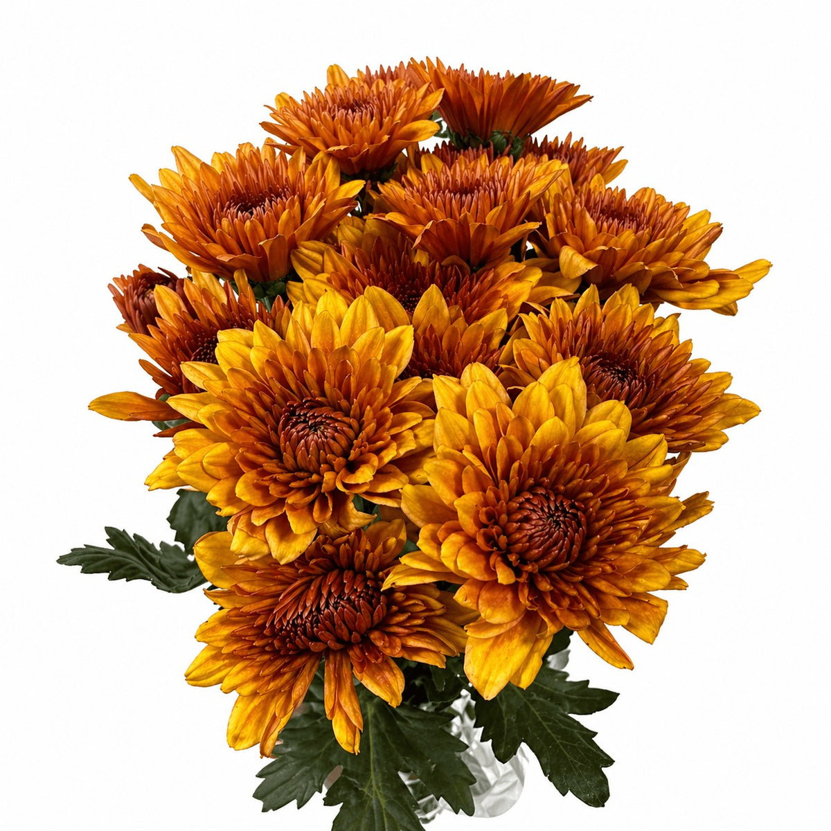 Chrysanth Spray Euro Pumba