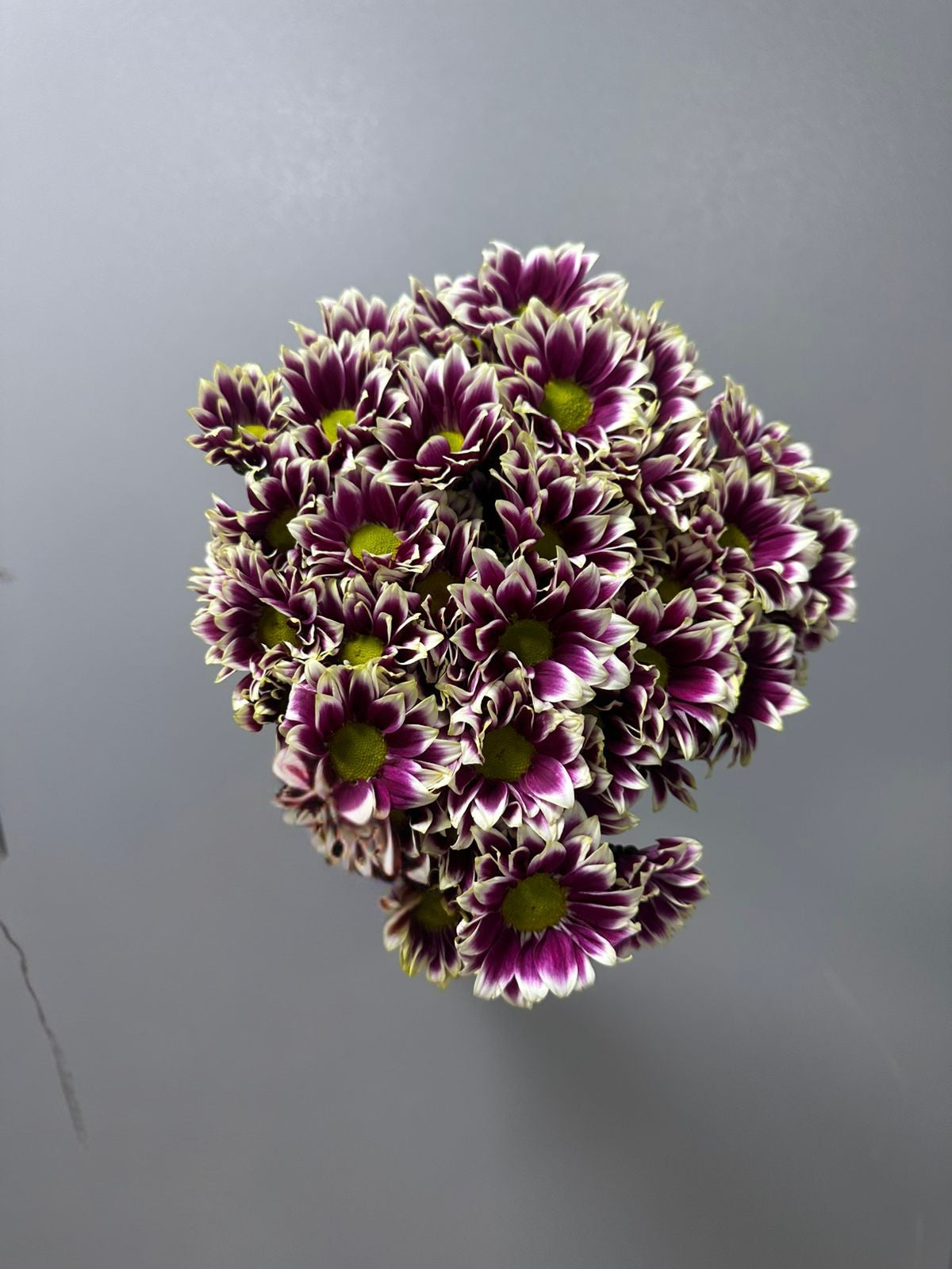 Chrysanth Spray Euro Samadhi