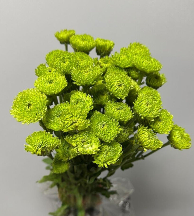 Chrysanth Spray Euro Sato