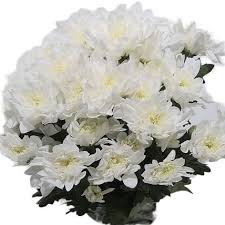 Chrysanth Spray Euro White