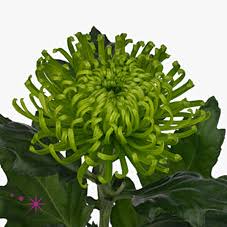 Chrysanthemum Anastasia Dark Green