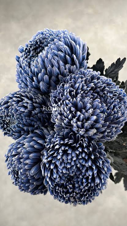 Chrysanthemum Peony Midnight Blue