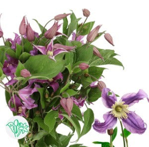 Clematis Amazing Rome