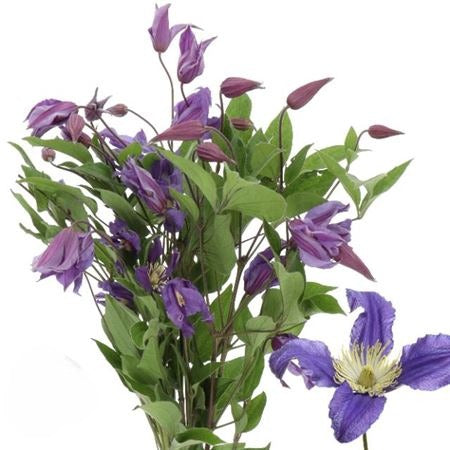 Clematis Blue Pirquette