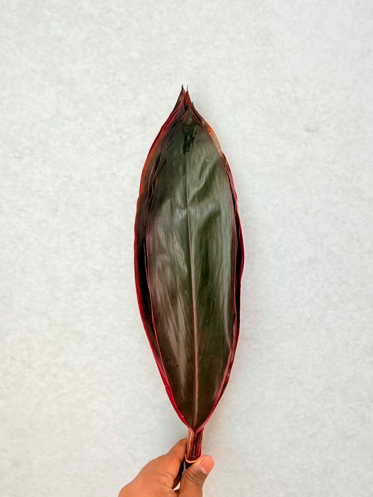 Cordyline Red