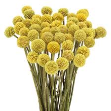 Craspedia Yellow