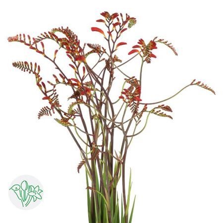 Crocosmia Lucifer