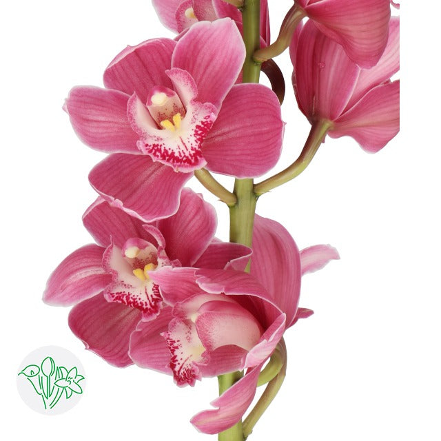 Cymbidium Braemar