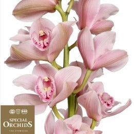 Cymbidium Delmonte
