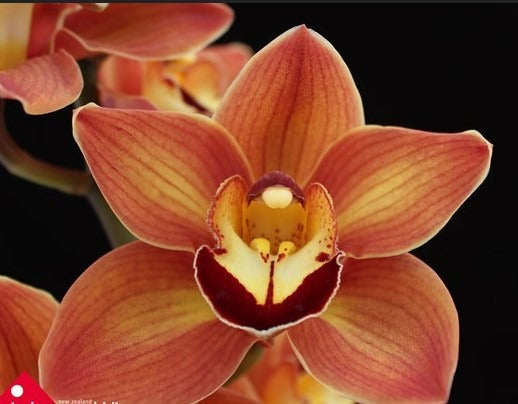 Cymbidium Manon