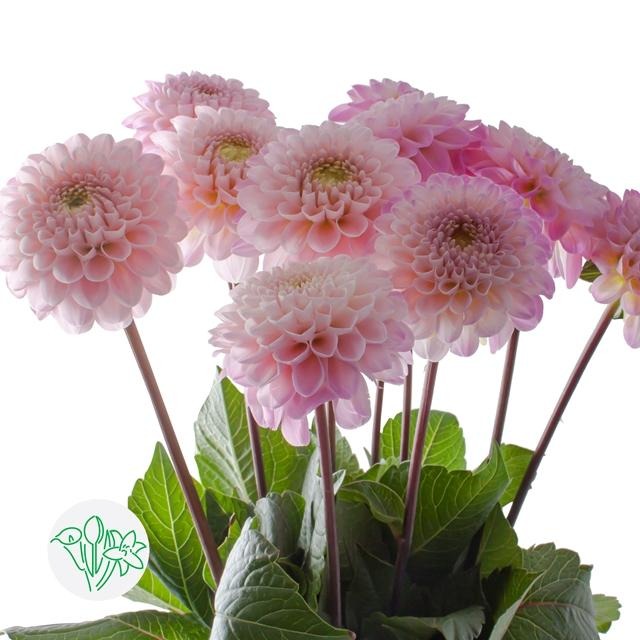 Dahlia Wizard Of Oz