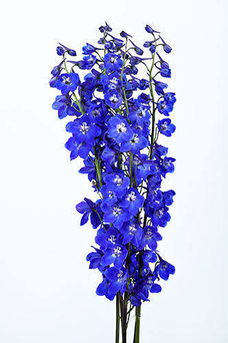 Delphinium Dark Blue