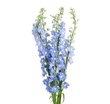 Delphinium Light Blue