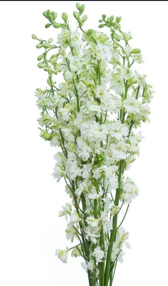 Delphinium White