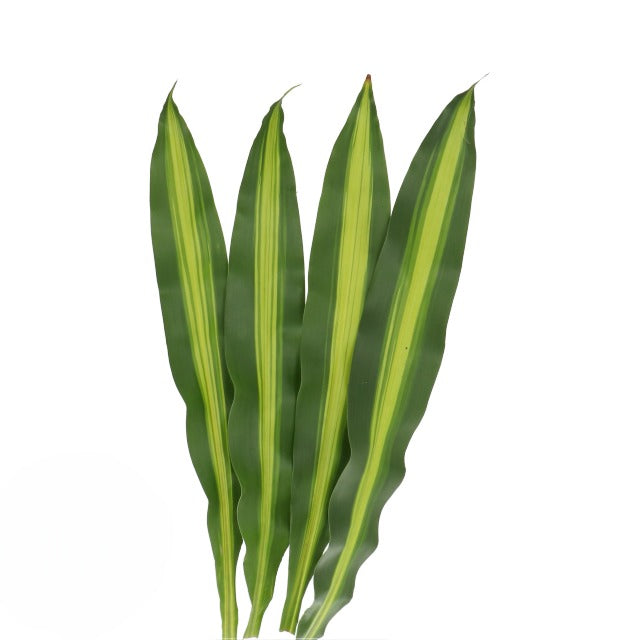 Draceana Massengana