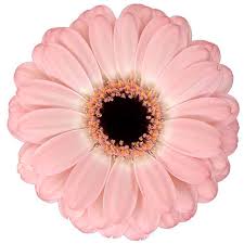 Gerbera Duet