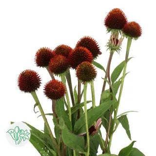 Echinacea Purpurea